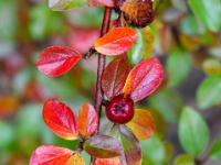 Strauchzweig mit kleinen rötlichen Blättern und roter Beere